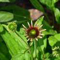 Echinacea purpurea 'Cheyenne Spirit'